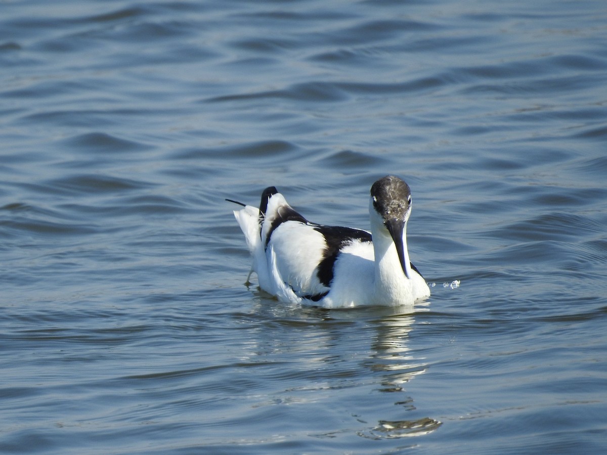 Abozeta kaskabeltza - ML646513363