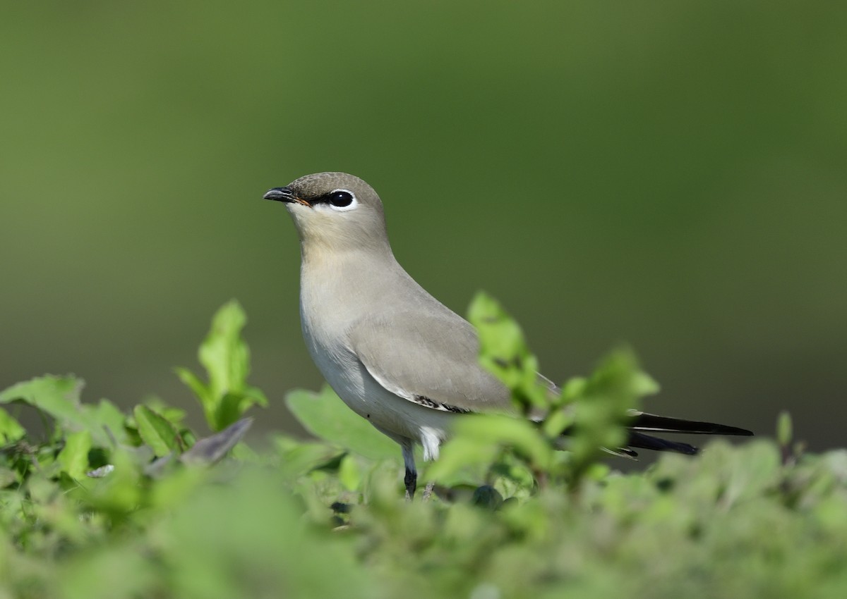 Pratinkola txikia - ML646513364