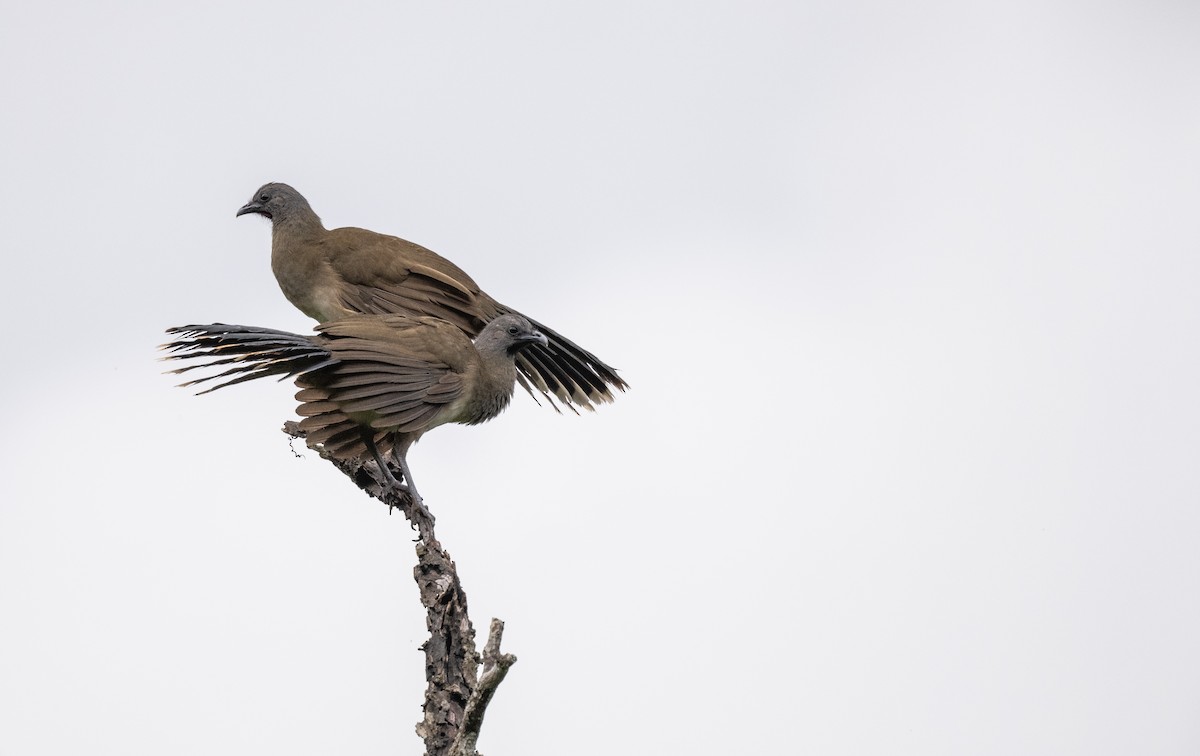 Plain Chachalaca - ML646513365
