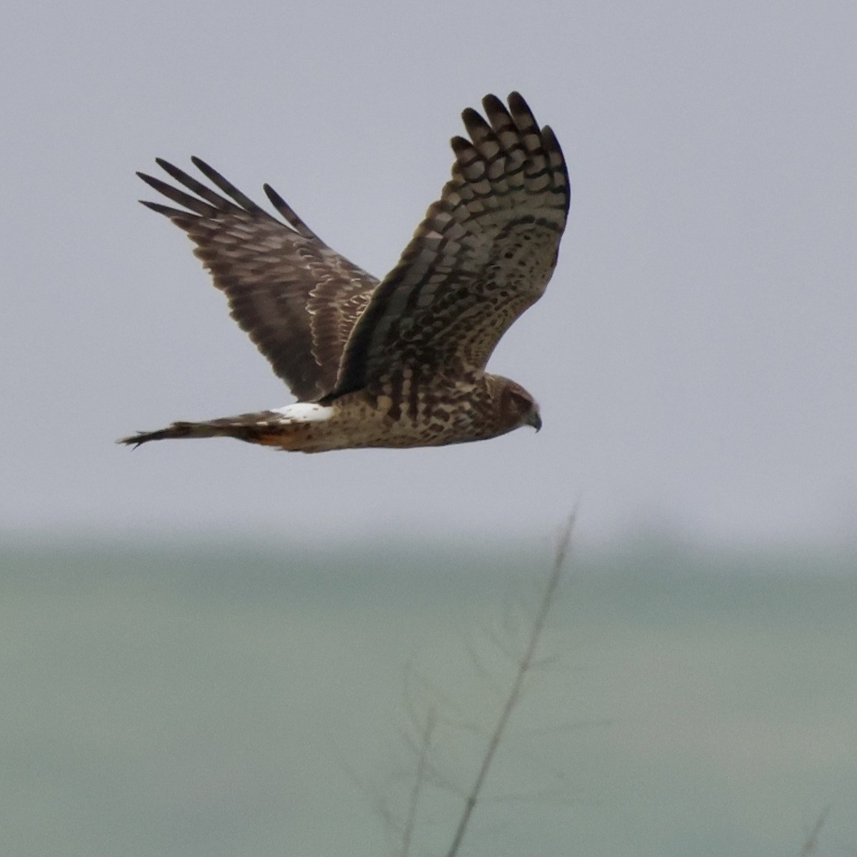 Mirotz zuri iparramerikarra - ML646513366