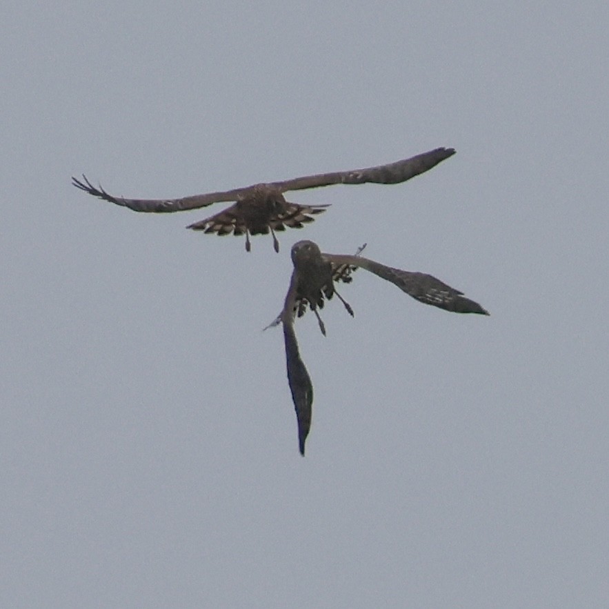 Mirotz zuri iparramerikarra - ML646513367