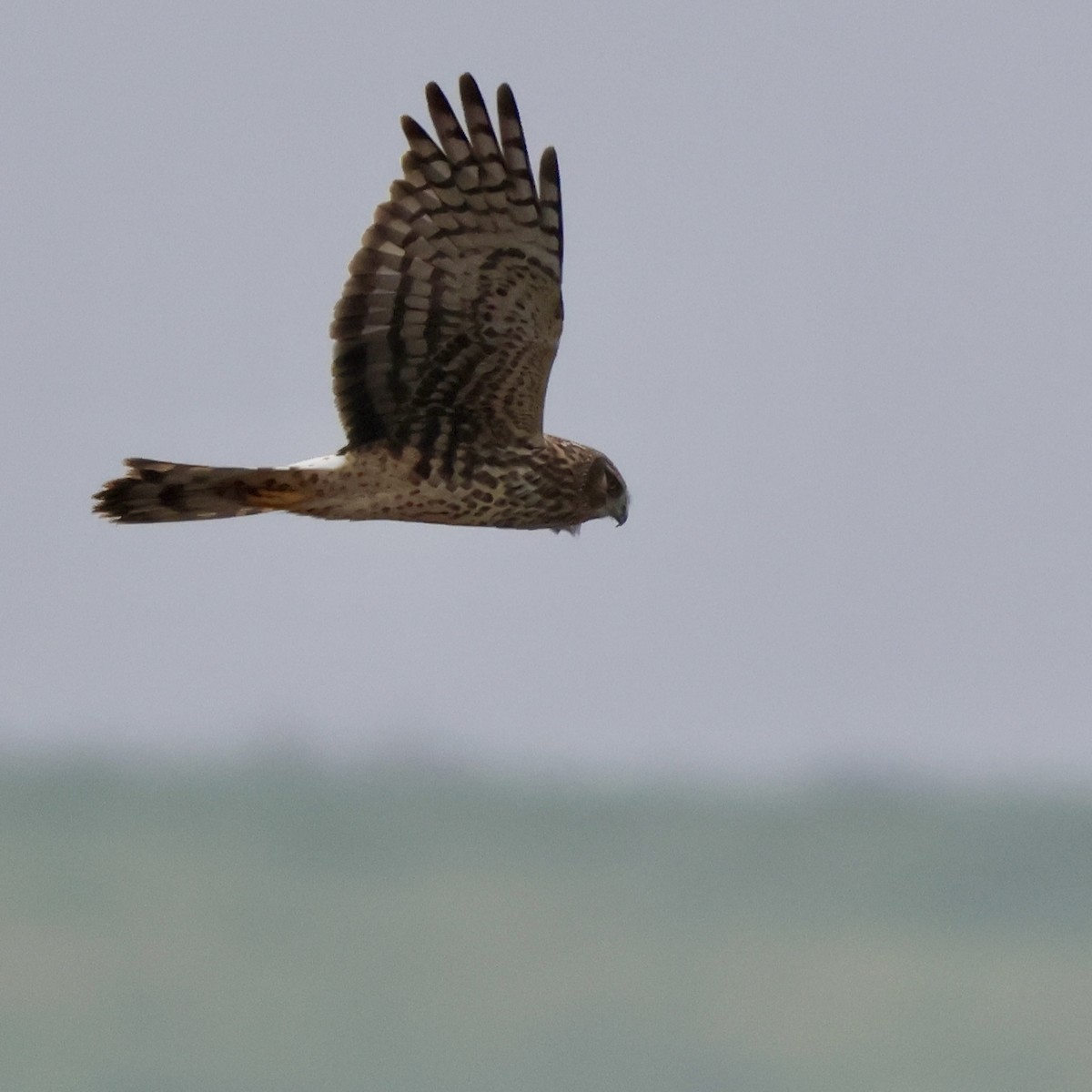 Mirotz zuri iparramerikarra - ML646513368