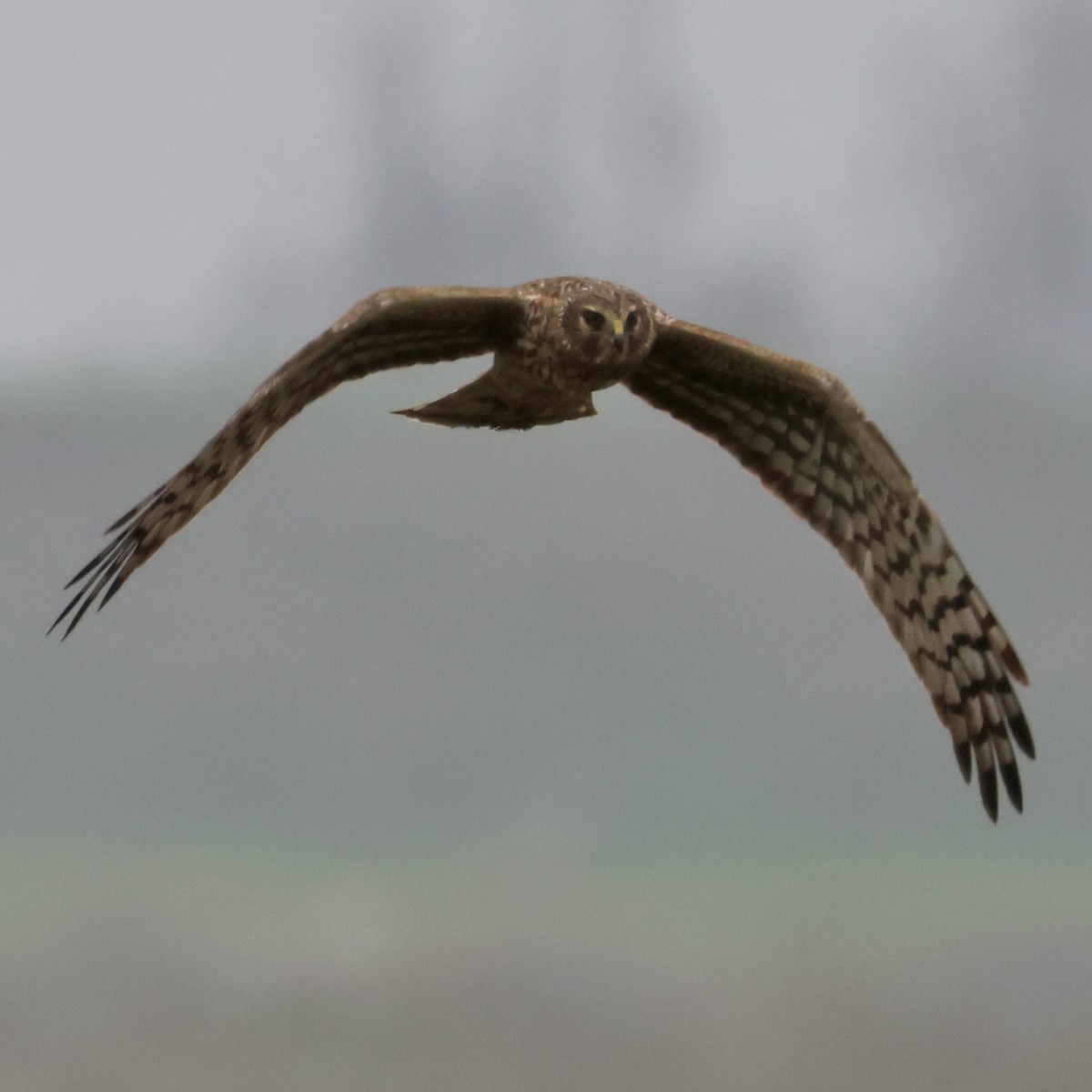 Mirotz zuri iparramerikarra - ML646513369