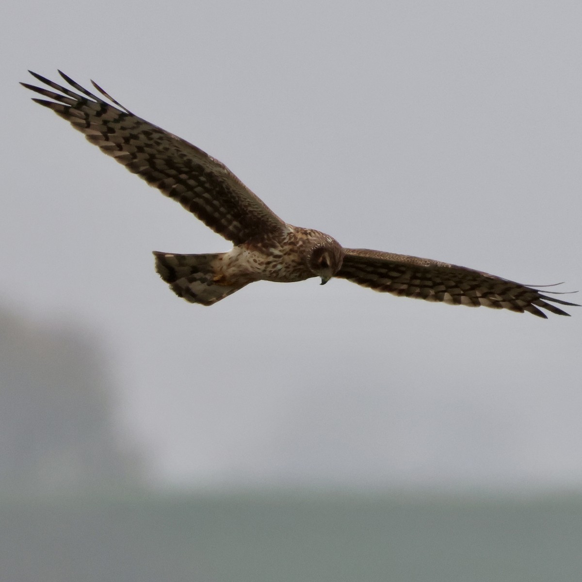 Mirotz zuri iparramerikarra - ML646513370