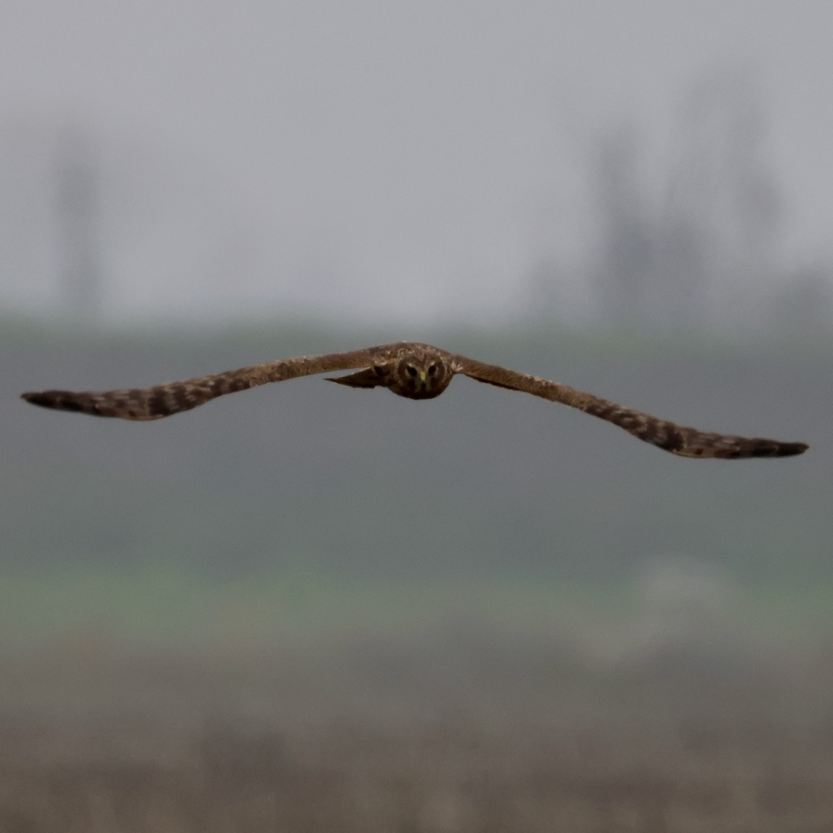 Mirotz zuri iparramerikarra - ML646513371