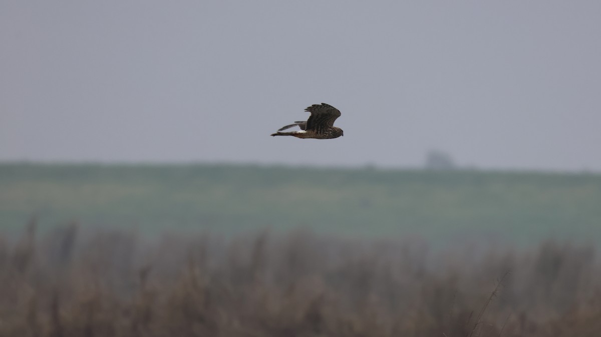 Mirotz zuri iparramerikarra - ML646513372