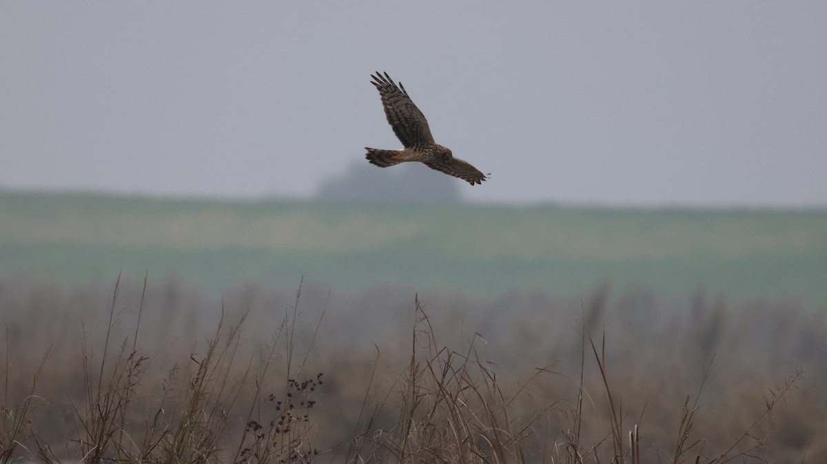 Mirotz zuri iparramerikarra - ML646513373