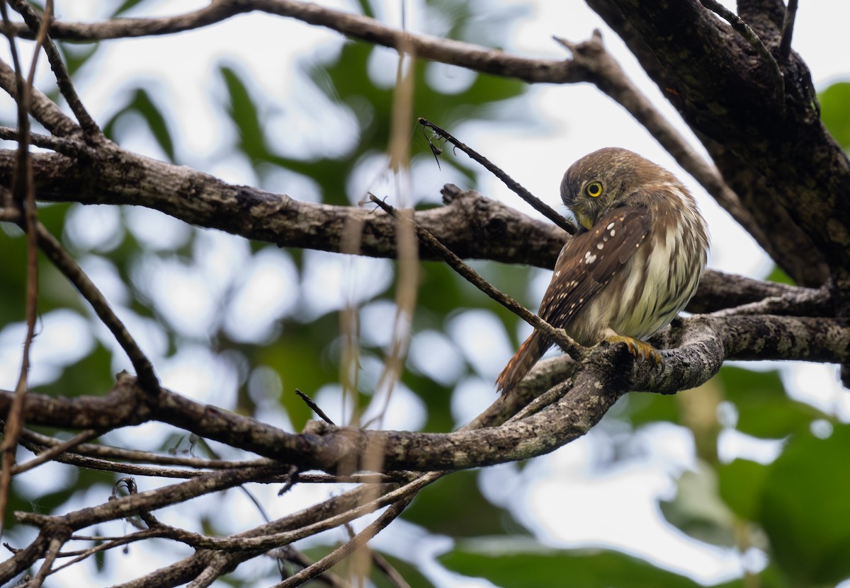Ferruginous Pygmy-Owl - ML646513374