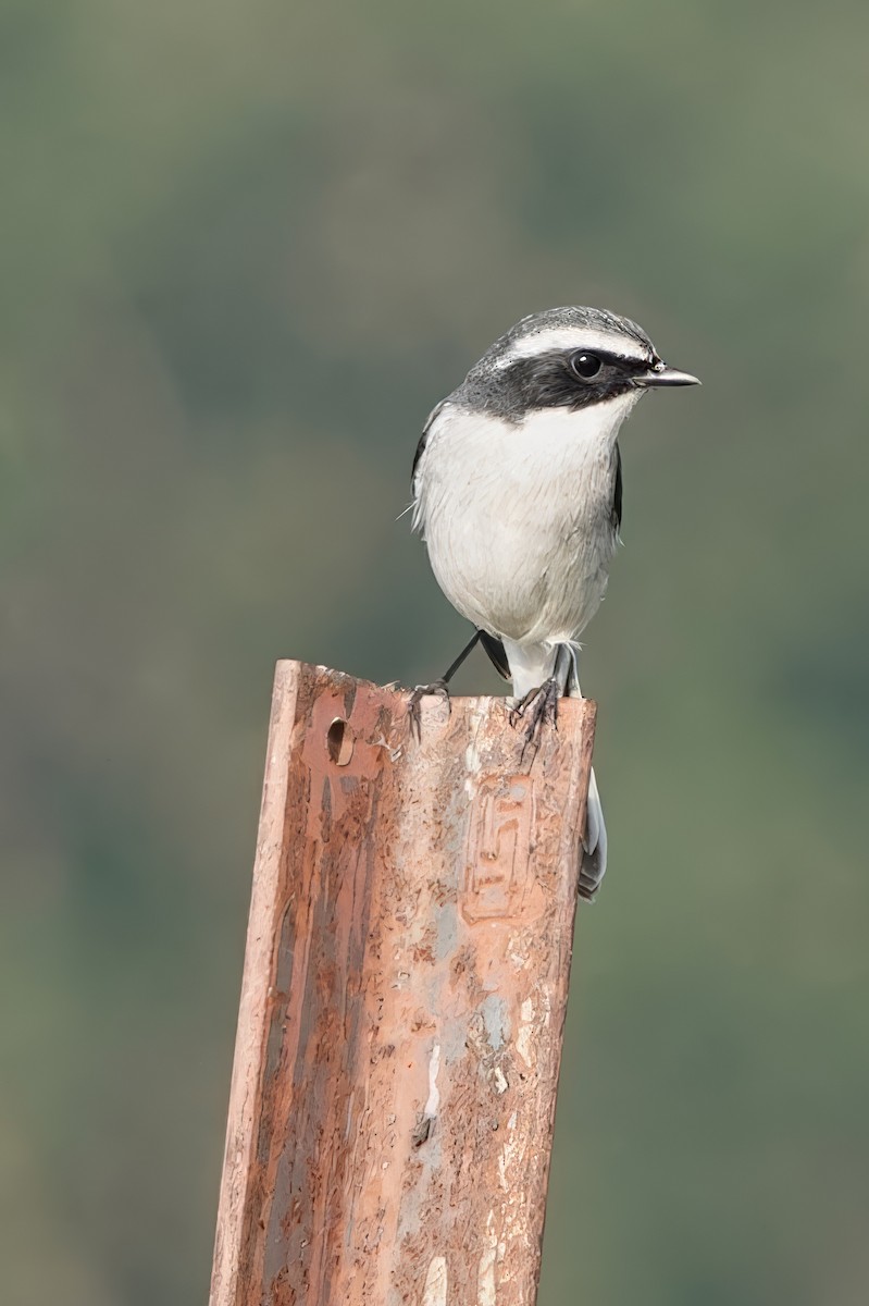 Pitxartxar grisa - ML646513375