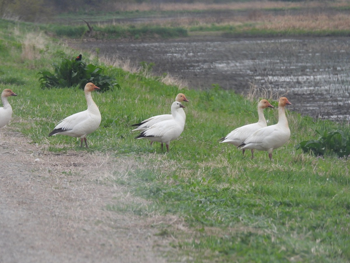 Ross antzara - ML646513376