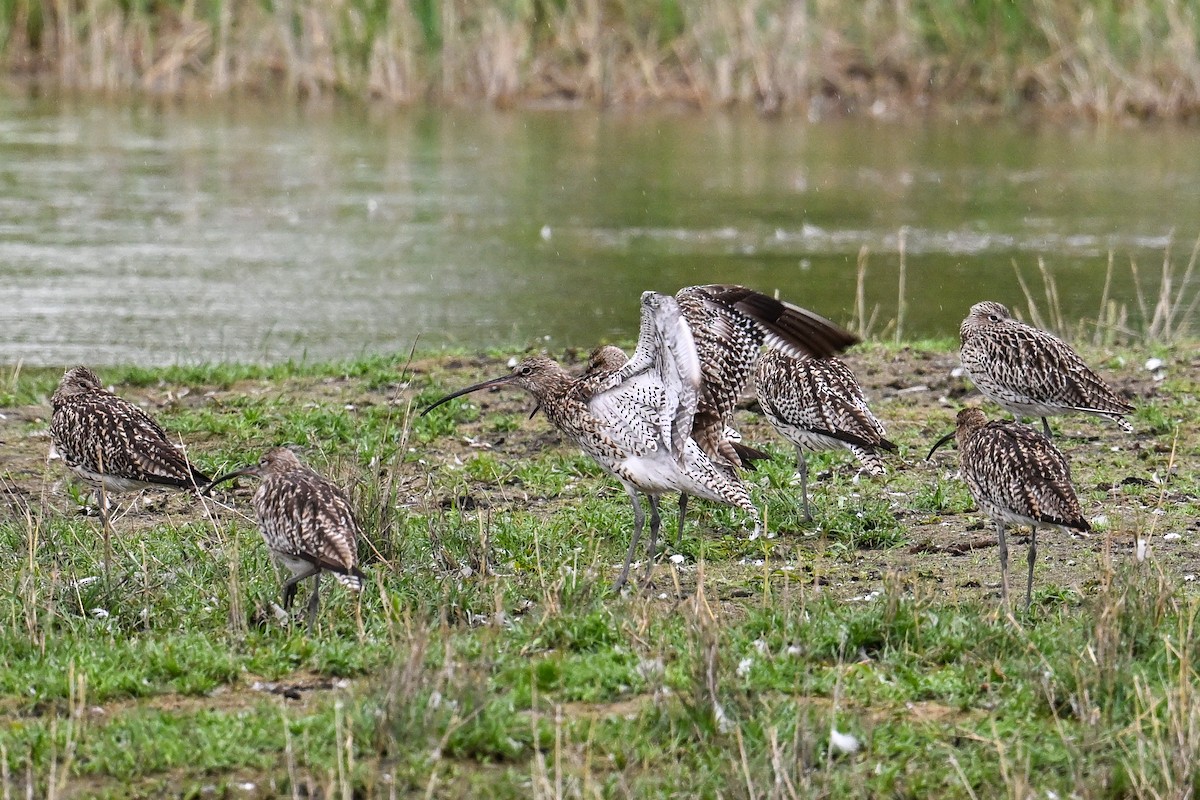 Kurlinta handia - ML646513377