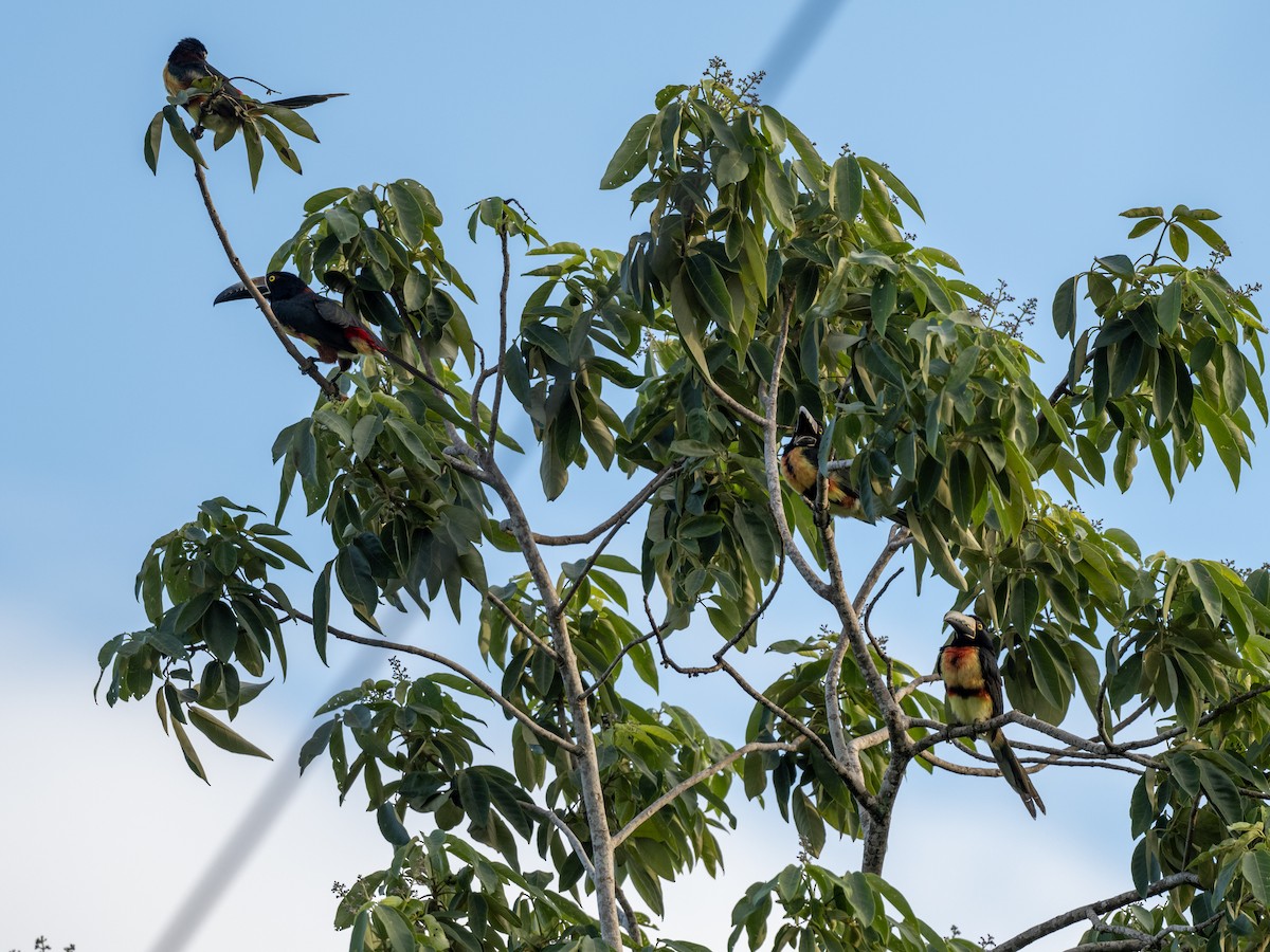 Collared Aracari - ML646513378