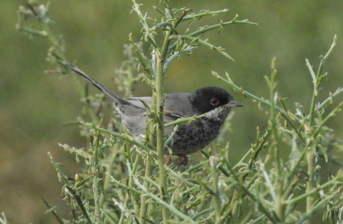 Txinbo zipretarra - ML646513380