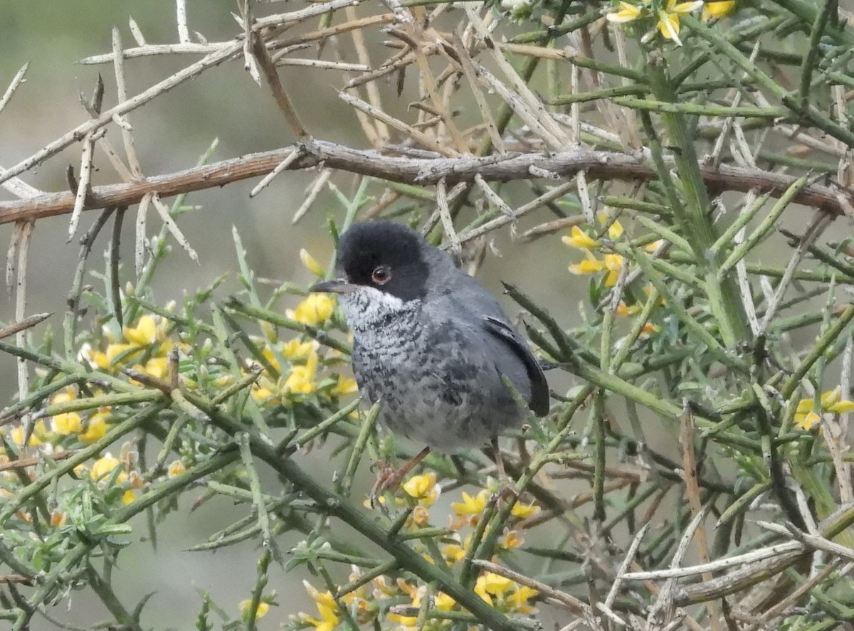 Txinbo zipretarra - ML646513381