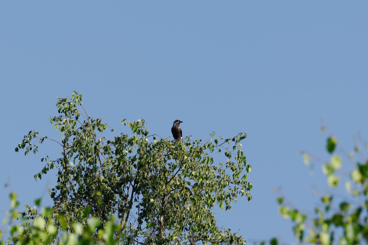 Southern Nutcracker - ML646513382