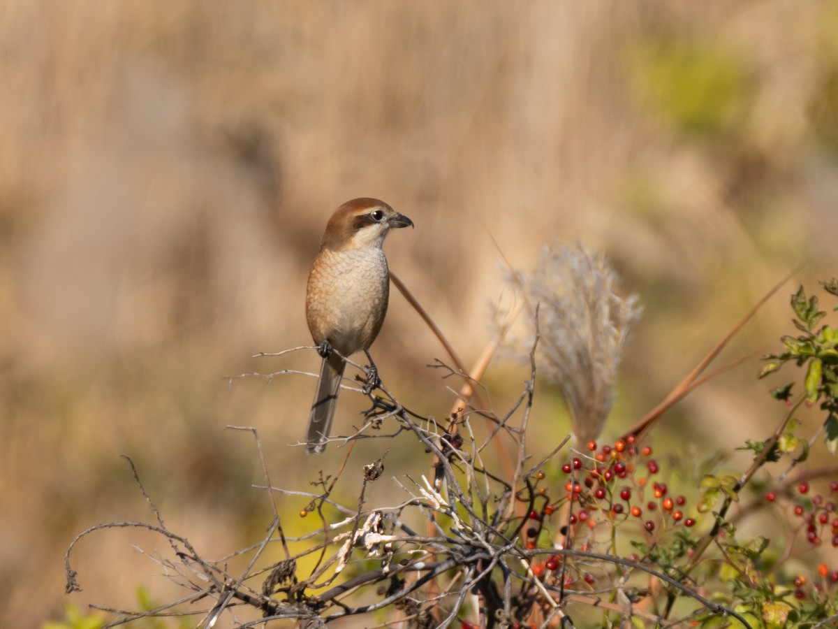 Bull-headed Shrike - ML646513383