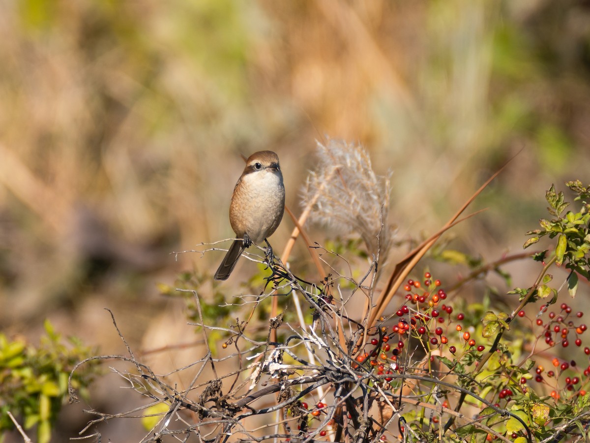 Bull-headed Shrike - ML646513385