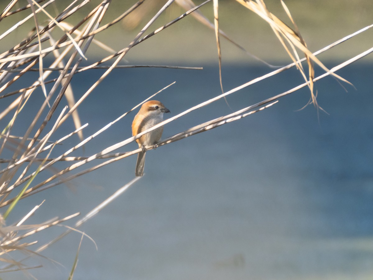 Bull-headed Shrike - ML646513386