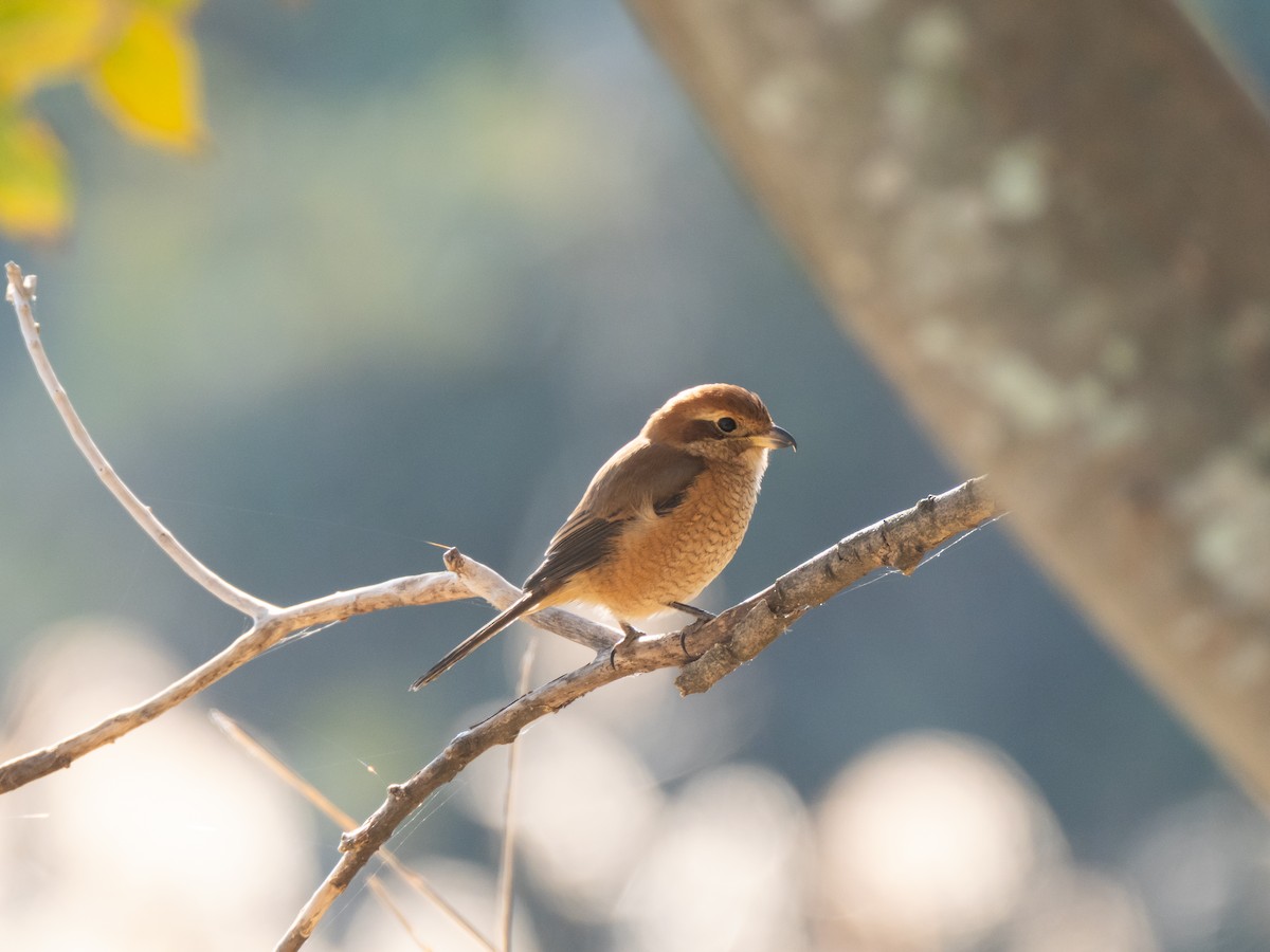 Bull-headed Shrike - ML646513387