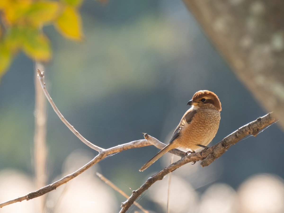 Bull-headed Shrike - ML646513388