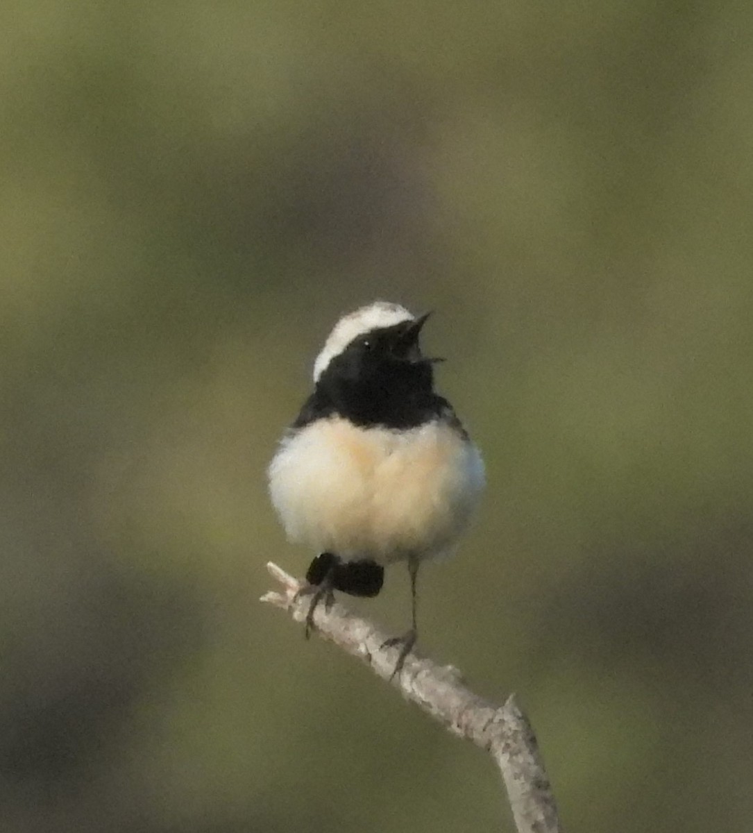 Buztanzuri zipretarra - ML646513390