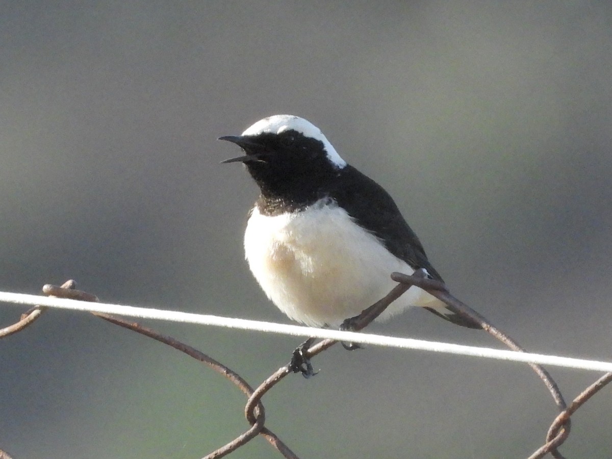 Buztanzuri zipretarra - ML646513391