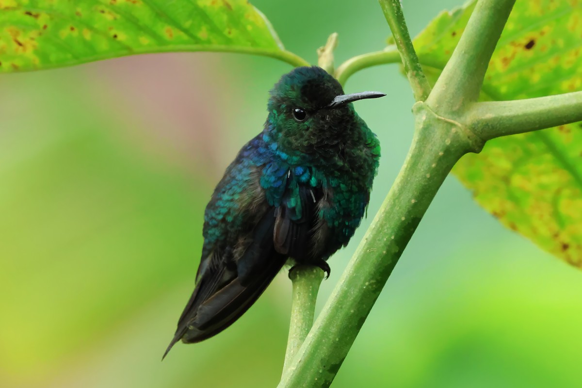 Crowned Woodnymph - ML646513393