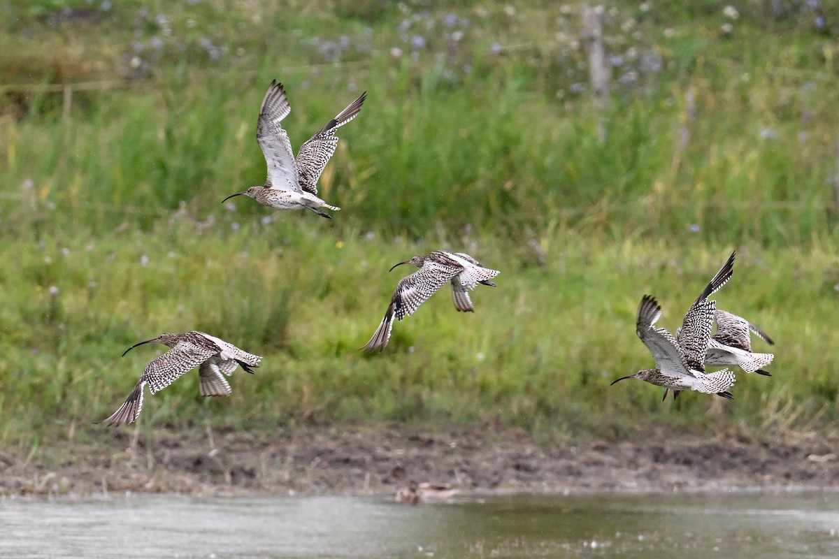 koliha velká - ML646513394