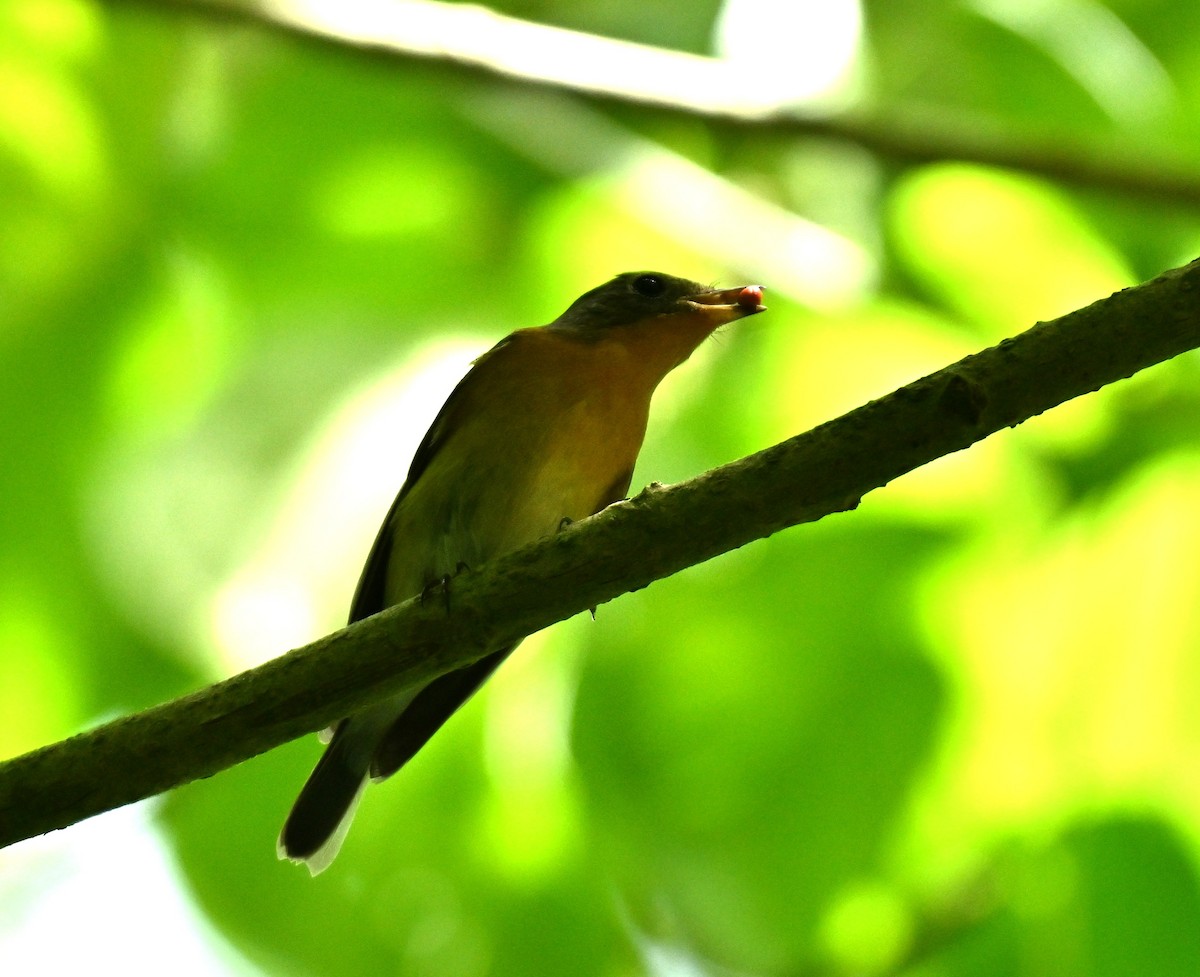 Mugimakischnäpper - ML646513398