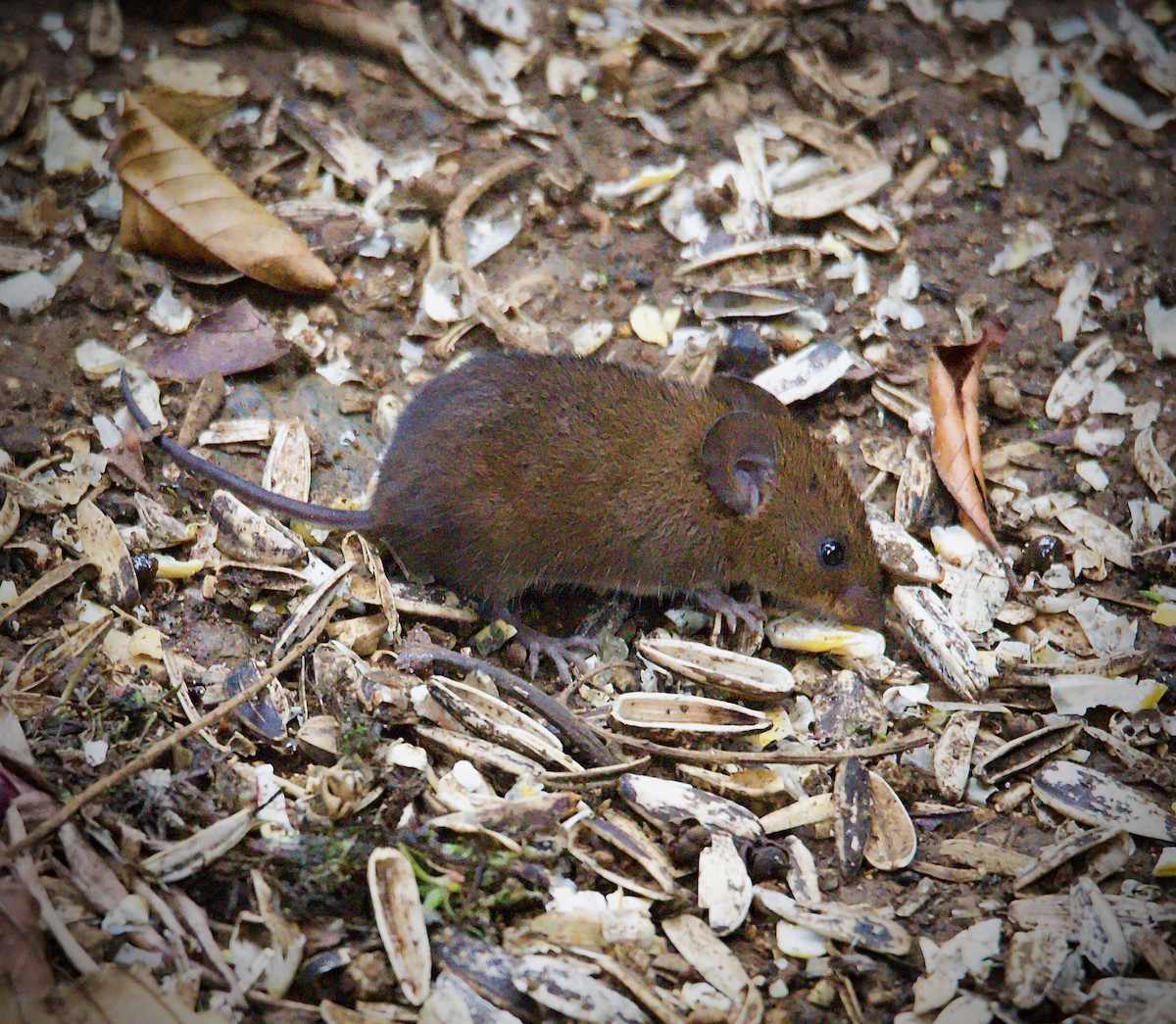 Costa Rican pygmy rice rat - ML646513399