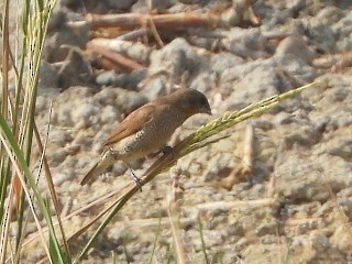 Muskatbronzemännchen - ML646513400