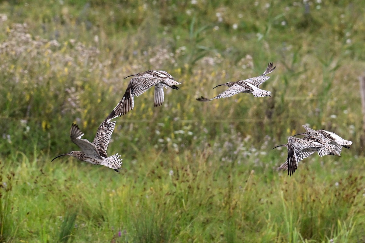 koliha velká - ML646513401