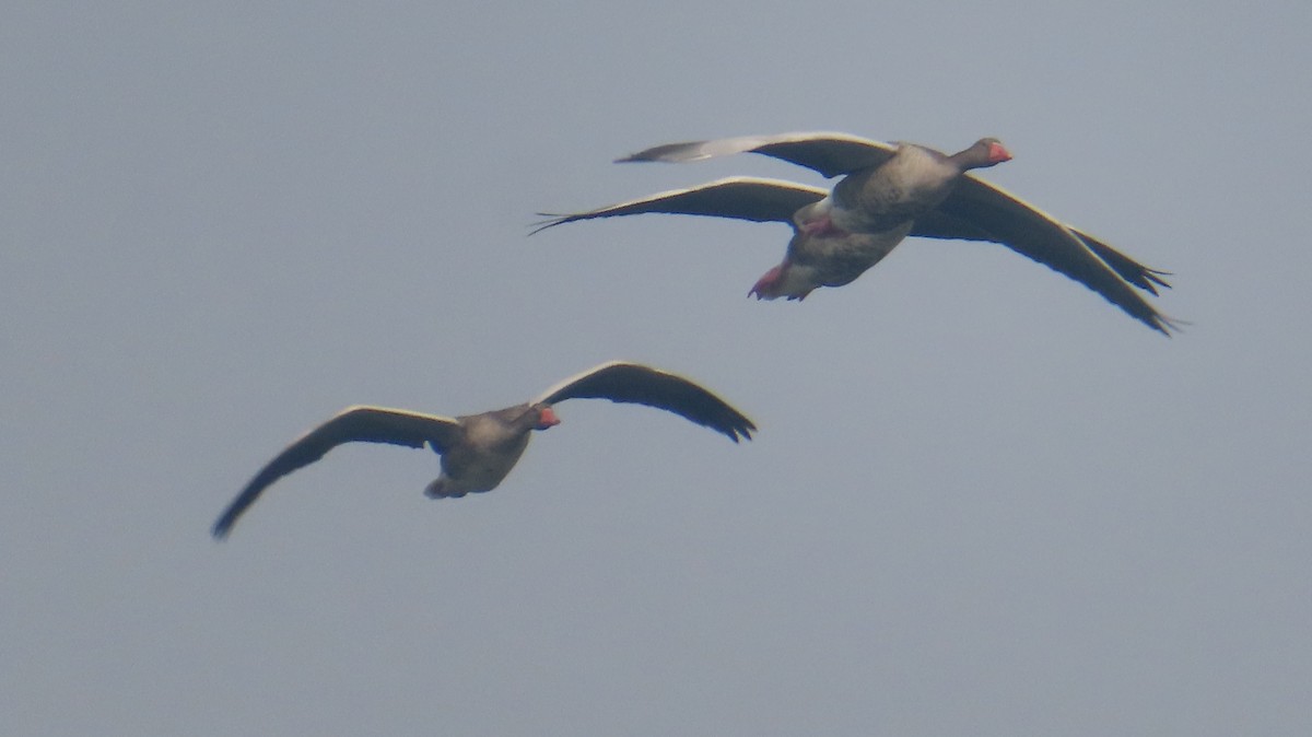 husa velká - ML646513407