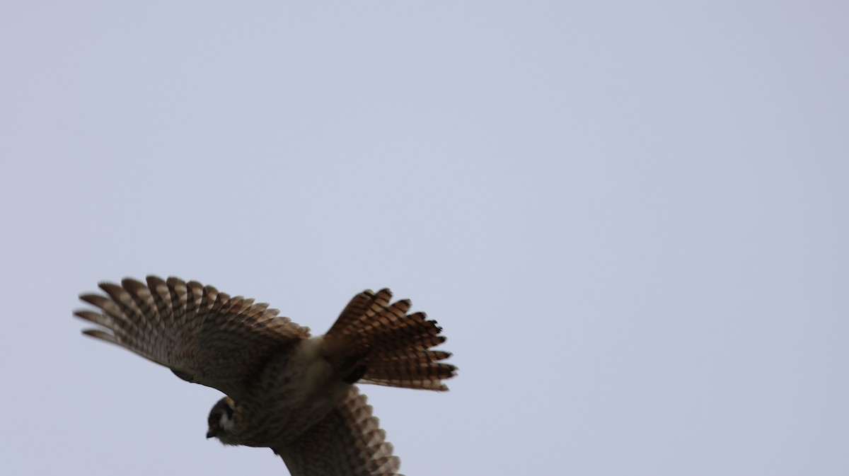 American Kestrel - ML646513408