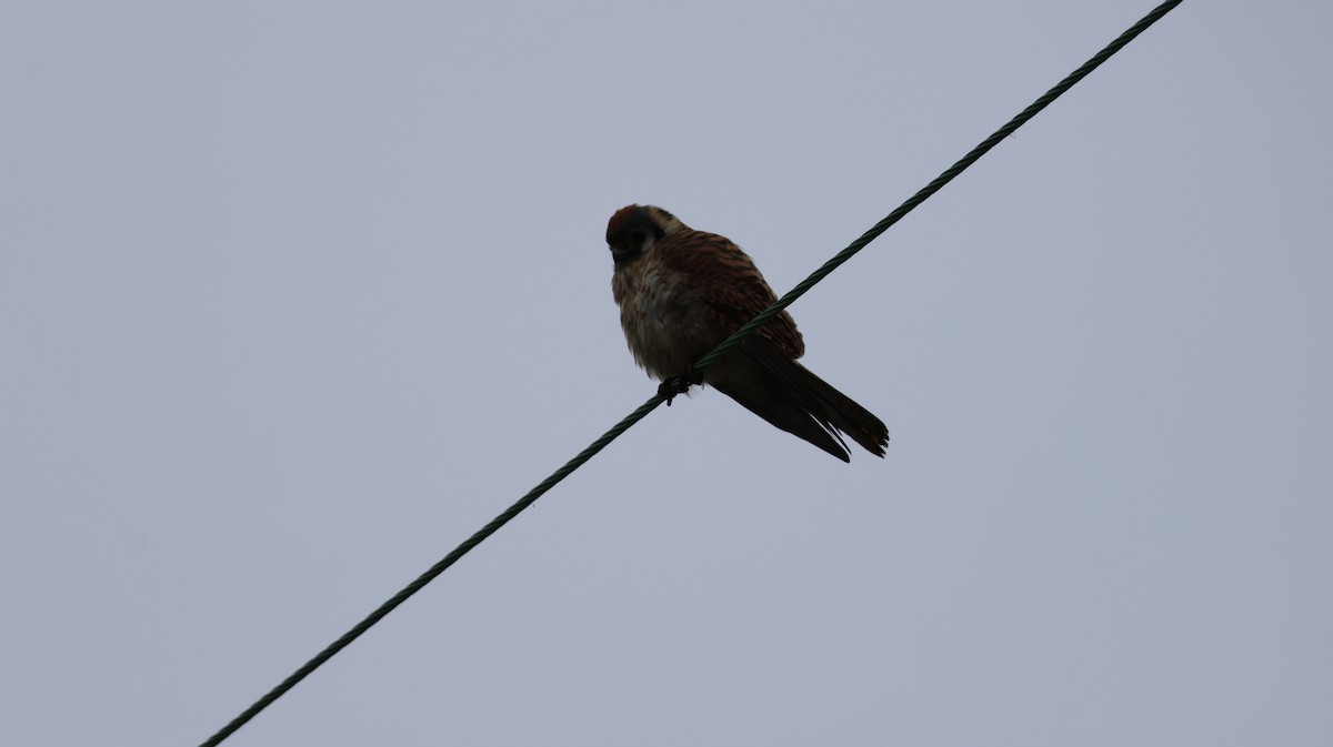 American Kestrel - ML646513409