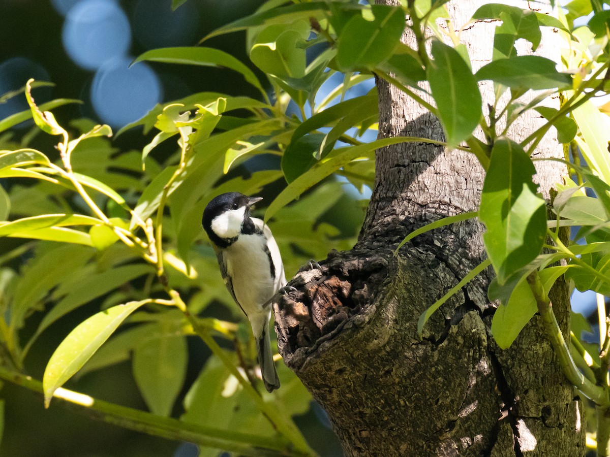 シジュウカラ - ML646513412