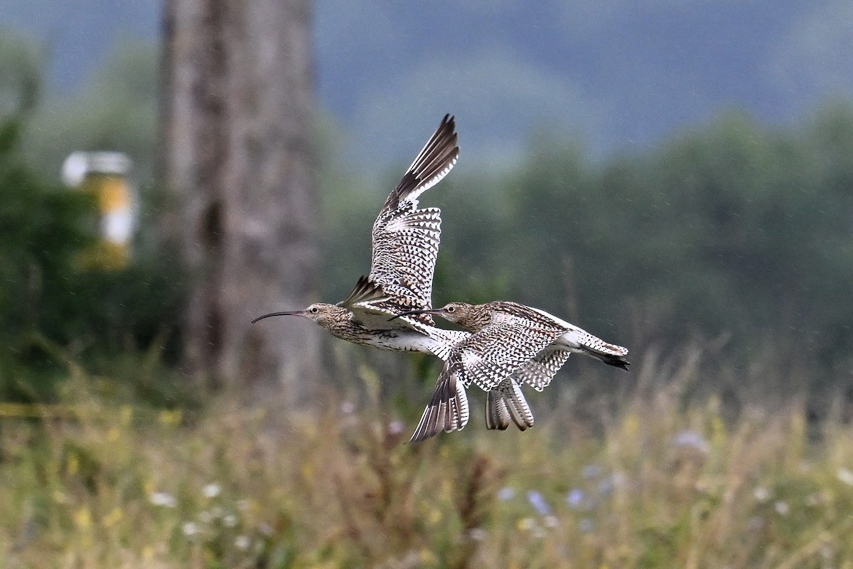 koliha velká - ML646513413