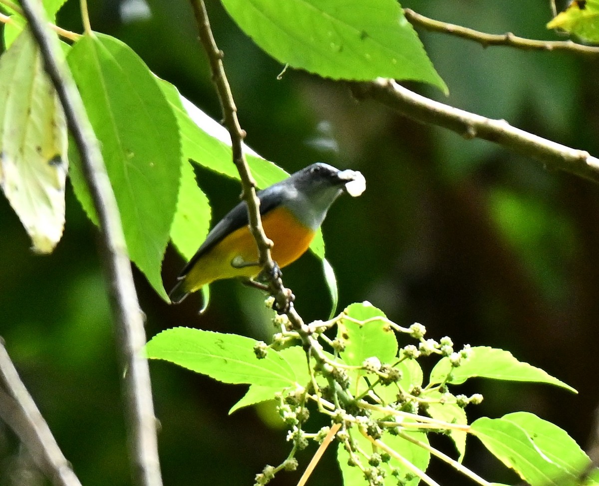 Orangebauch-Mistelfresser - ML646513414