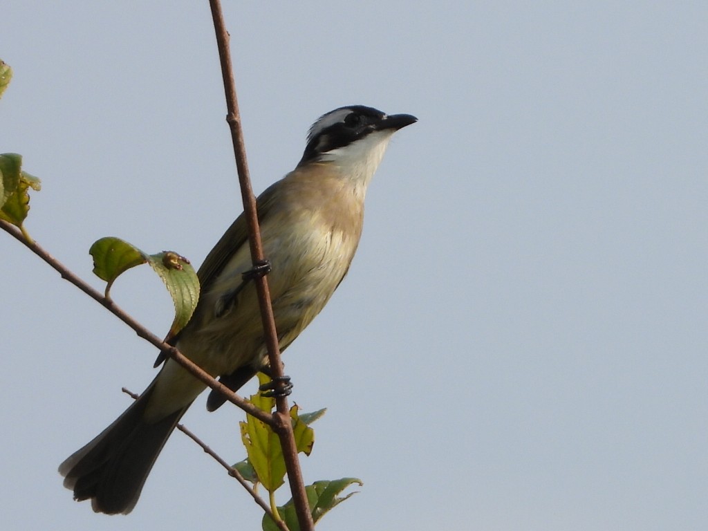 Chinabülbül - ML646513415