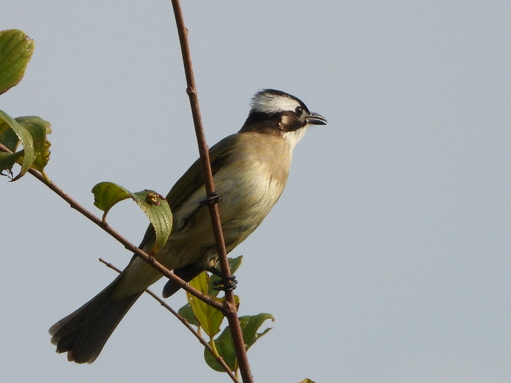 Chinabülbül - ML646513416