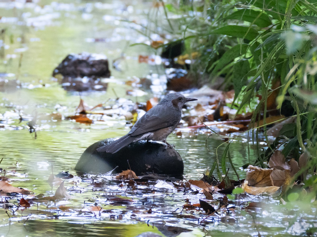 ヒヨドリ - ML646513417