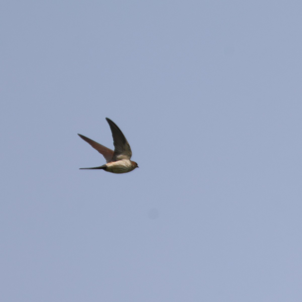 Монгол хараацай - ML646513418