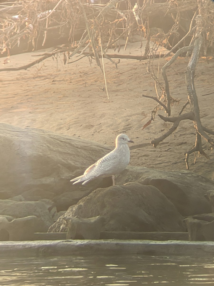 Iceland Gull (kumlieni) - ML646513421