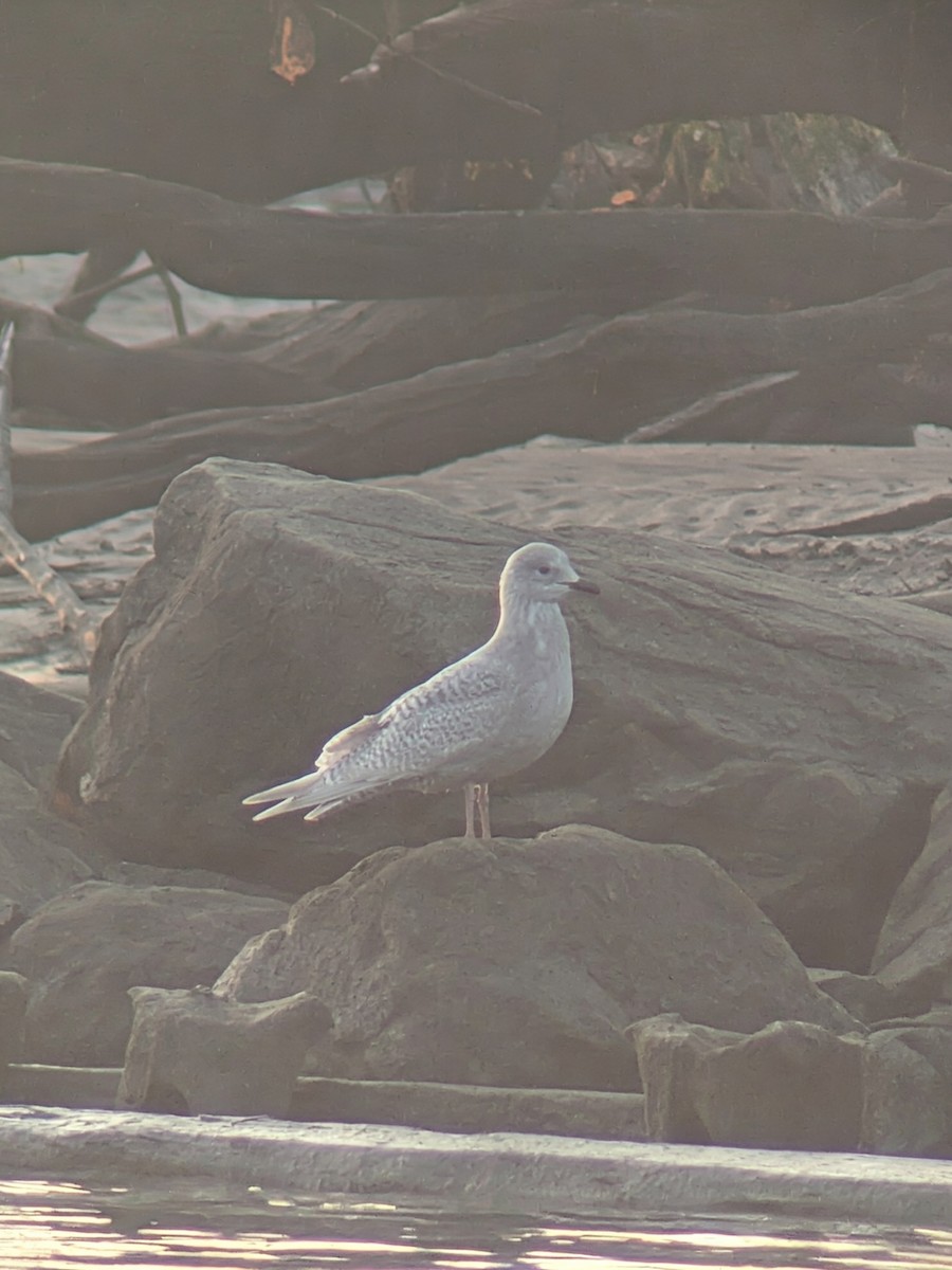 Iceland Gull (kumlieni) - ML646513422