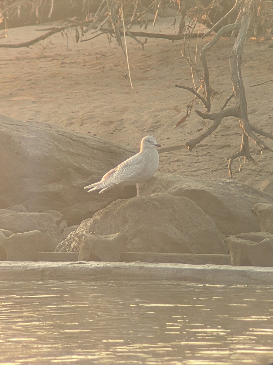 Iceland Gull (kumlieni) - ML646513424
