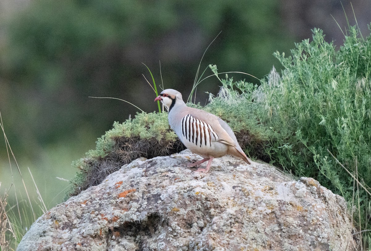 berghøne - ML646513426