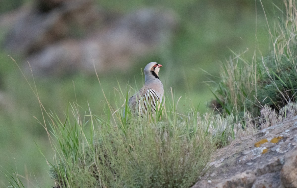 Coturnice orientale - ML646513427