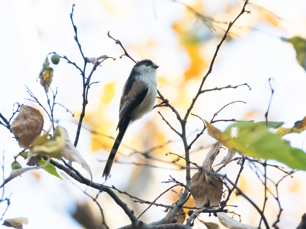 エナガ - ML646513428