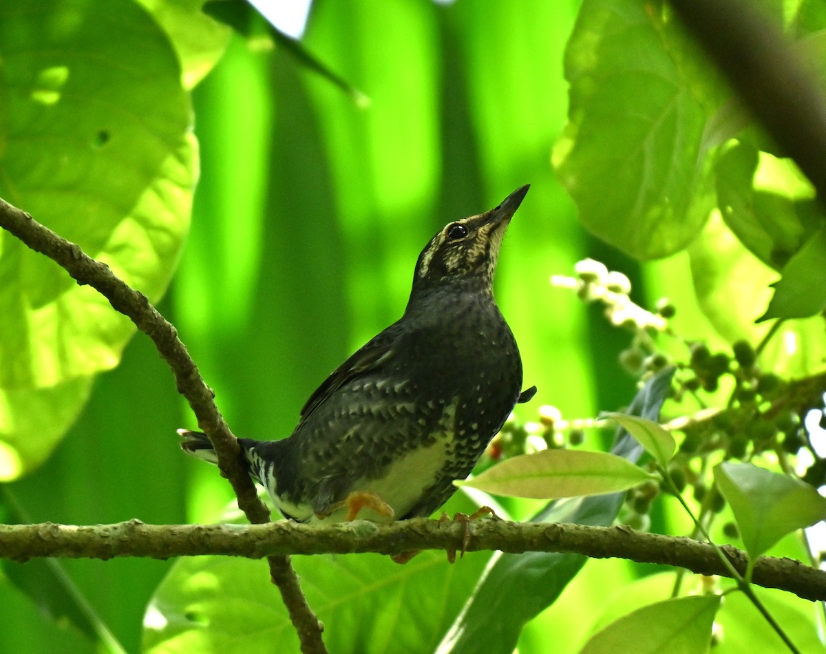 Schieferdrossel - ML646513429