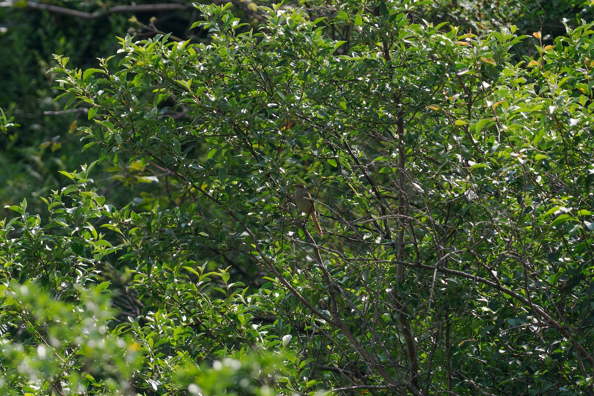 ML646513430 - Manchurian Bush Warbler - Macaulay Library